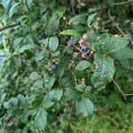 Vaccinium pallidum Hoja
