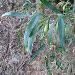 Acacia melanoxylon Blatt