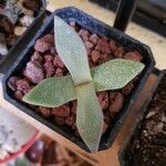 Pleiospilos compactus Hoja