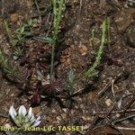 Crucianella latifolia Natur