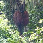 Oenocarpus bataua ഫലം
