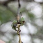 Agarista salicifolia Fruit