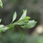 Chiococca pachyphylla 葉