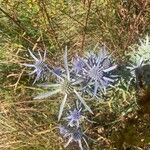 Eryngium amethystinum Ліст