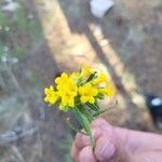 Lithospermum multiflorum Кветка