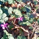 Cyclamen repandum 花