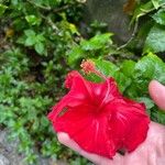 Hibiscus rosa-sinensisFlower