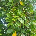 Corynocarpus laevigatus Fruto