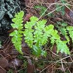 Dryopteris carthusiana Lapas