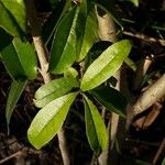 Cordia americana Leaf
