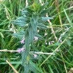 Odontites vernus Habit