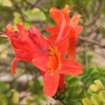 Tecomaria capensis Blüte