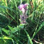 Lythrum salicariaFlower