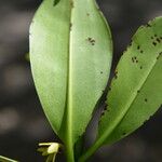 Rhizophora mangle Leaf