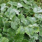 Sanguisorba minor Leaf