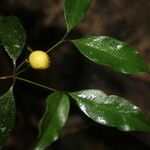 Eugenia oerstediana Fruit