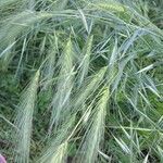 Hordeum murinumLeaf