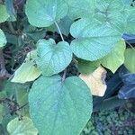 Clerodendrum buchananii Hoja