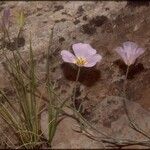 Calochortus flexuosus Blodyn