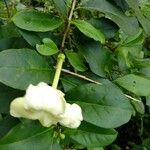 Brunfelsia americana Fleur