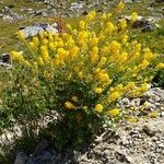 Sisymbrium austriacum Kvet