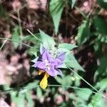 Melampyrum nemorosum Flower