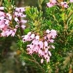 Erica manipuliflora 花