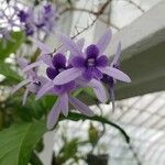 Petrea volubilis Blüte