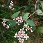 Koenigia campanulata Flower