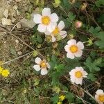 Cistus salviifolius Flors