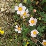 Cistus salviifolius 花