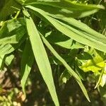 Trifolium alpinum Fuelha