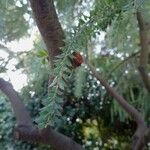 Melaleuca styphelioides Hoja