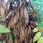 Fraxinus excelsior 果實
