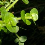 Bacopa salzmannii Tervik taim