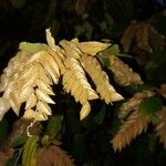 Flemingia strobilifera Blatt