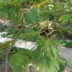 Acer japonicumFeuille