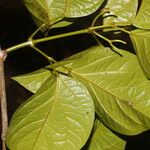 Bignonia aequinoctialis List