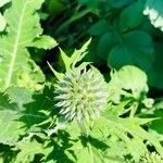 Echinops sphaerocephalusBlomst