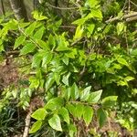 Celtis africana Blad