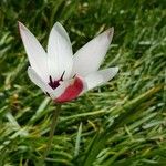 Tulipa clusiana Blomst