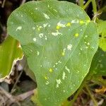 Passiflora biflora Leaf