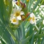 Sisyrinchium striatum Fleur