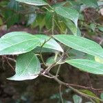 Cocculus laurifolius Folio