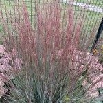 Schizachyrium scoparium Агульны выгляд