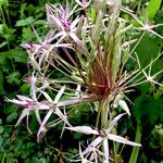 Allium nigrum Kvet