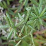 Polycarpaea smithii Blatt