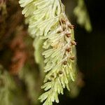 Hymenophyllum tunbrigense Плод