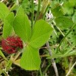 Trifolium incarnatum পাতা