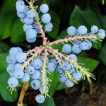 Berberis aquifolium Vrucht